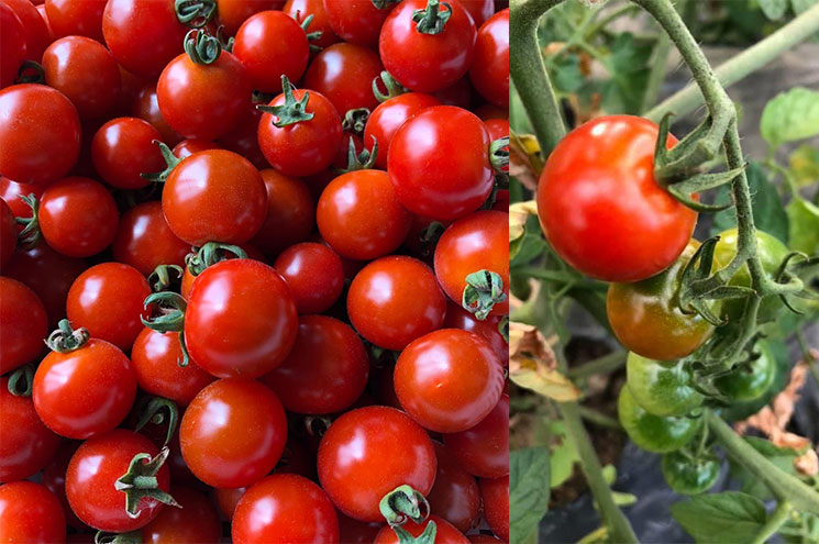 自然栽培トマトジュース 710ml×6本セット